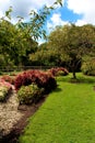 Garden with ornamental grasses and trees.Sunny skies. Royalty Free Stock Photo