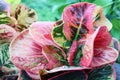 Garden ornamental leaves, codiaeum variegatium, beautiful color and Thai name, called Ton Koson Royalty Free Stock Photo