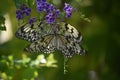 Two Polinating White Tree Nymph Butterflies in a Garden Royalty Free Stock Photo