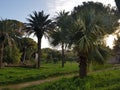 Garden palms Royalty Free Stock Photo