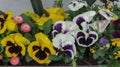 Garden pansies Viola Melanium