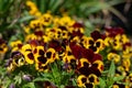 Garden pansies (viola x wittrockiana