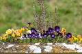 Garden pansies (viola x wittrockiana