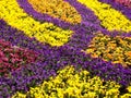 Garden pansy field Royalty Free Stock Photo