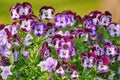 Garden Pansy Flowers Royalty Free Stock Photo