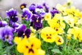 Garden pansy flowers Viola tricolor var. hortensis Royalty Free Stock Photo