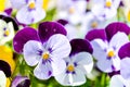 Garden pansy with purple and white petals. Hybrid pansy or Viola tricolor pansy