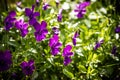 Garden pansy with purple and white petals. Hybrid pansy or Viola tricolor pansy in flowerbed. Violet pansy flower, close