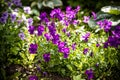 Garden pansy. Violet pansy flower.Hybrid pansy or Viola tricolor pansy in flowerbed. Violet flower in the spring garden