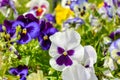 Garden pansy with purple and white petals. Viola tricolor pansy in flowerbed