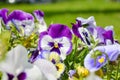 Garden pansy with purple and white petals. Viola tricolor pansy in flowerbed