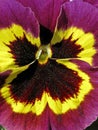 Garden-Pansy in spring, Viola wittrockiana