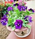 Best Pansy Flower with Blue color