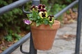 Ceramic pot with Pansies: Viola  in purple and yellow Royalty Free Stock Photo