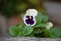 Pansy Viola bicolor in purple and white, with green leaves