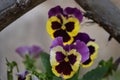 Pansies: Viola tricolor in yellow, purple and lavender Royalty Free Stock Photo