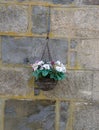 Pansy in a handbasket on a wall. Roseherty,Aderdeenshire,Scotland,uk. Royalty Free Stock Photo