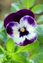 The garden pansy Viola wittrockiana blooming