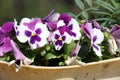 Purple-white Pansy hybrid (Viola Ã wittrockiana) flowers : (pix Sanjiv Shukla) Royalty Free Stock Photo