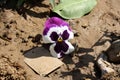 Purple-white Pansy hybrid (Viola Ã wittrockiana) flowers : (pix Sanjiv Shukla) Royalty Free Stock Photo