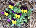 Garden Pansy with Violet and Yellow