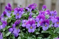 purple garden Pansies or Violets after a rain shower Royalty Free Stock Photo