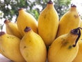 Close up of a bunch of raw bananas