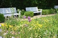 Garden with park bench and flowerbed of golden marguerite Anthemis tinctoria Royalty Free Stock Photo