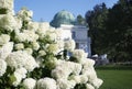 garden hydrangea white color sunlight outdoors sky old house park Royalty Free Stock Photo