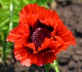 In garden park poppy is a flowering plant in the subfamily Papaveroideae