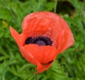 In garden park poppy is a flowering plant in the subfamily Papaveroideae