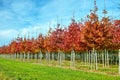 Garden and park tree nurseries specialise in medium to very large sized trees, white american oak tree plantation