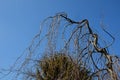 Garden, park weeping beech, is a cultivar of the deciduous European beech. The original tree was found in the grounds of an Engli