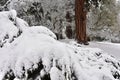 Garden and parkland near Prague in winter Czech republic