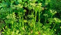 Garden parsley in bloom. Parsley plant in blossom, parsley flower and future seeds in organic garden. Close-up Royalty Free Stock Photo
