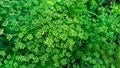 Garden parsley in bloom. Parsley plant in blossom, parsley flower and future seeds in organic garden. Close-up Royalty Free Stock Photo