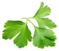 Garden parsley herb cilantro leaf isolated on white Royalty Free Stock Photo