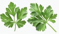 Garden parsley herb (coriander) leaf isolated on white background Royalty Free Stock Photo