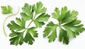 Garden parsley herb (coriander) leaf isolated on white background Royalty Free Stock Photo