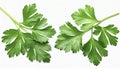 Garden parsley herb (coriander) leaf isolated on white background Royalty Free Stock Photo