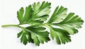 Garden parsley herb (coriander) leaf isolated on white background Royalty Free Stock Photo