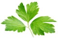 Garden parsley herb coriander leaf isolated on white Royalty Free Stock Photo