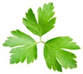 Garden parsley herb coriander leaf isolated on white Royalty Free Stock Photo