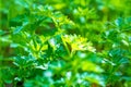 Garden parsley Petroselinum crispum growing outside, with warm sun rays shining on it. Healthy, bio food concept