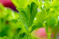 Garden parsley Petroselinum crispum in natural light Royalty Free Stock Photo