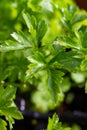 Garden parsley Petroselinum crispum in natural light Royalty Free Stock Photo