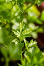 Garden parsley Petroselinum crispum in natural light Royalty Free Stock Photo