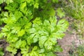 Garden parsley (Petroselinum crispum) Royalty Free Stock Photo