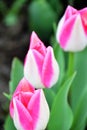 Garden Party is a kind of  Triumph Tulip. Royalty Free Stock Photo