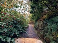 Garden path with beautiful hanging flowers